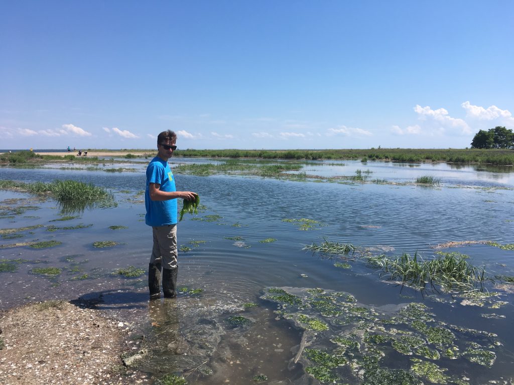 Aiden Barry '19 (CAHNR), lead author of the study, in a drowning salt marsh on the Connecticut coast.