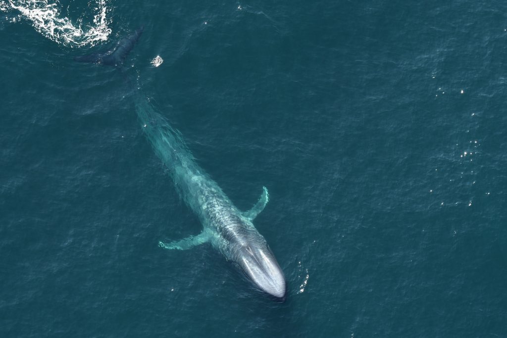 blue whale in the ocean