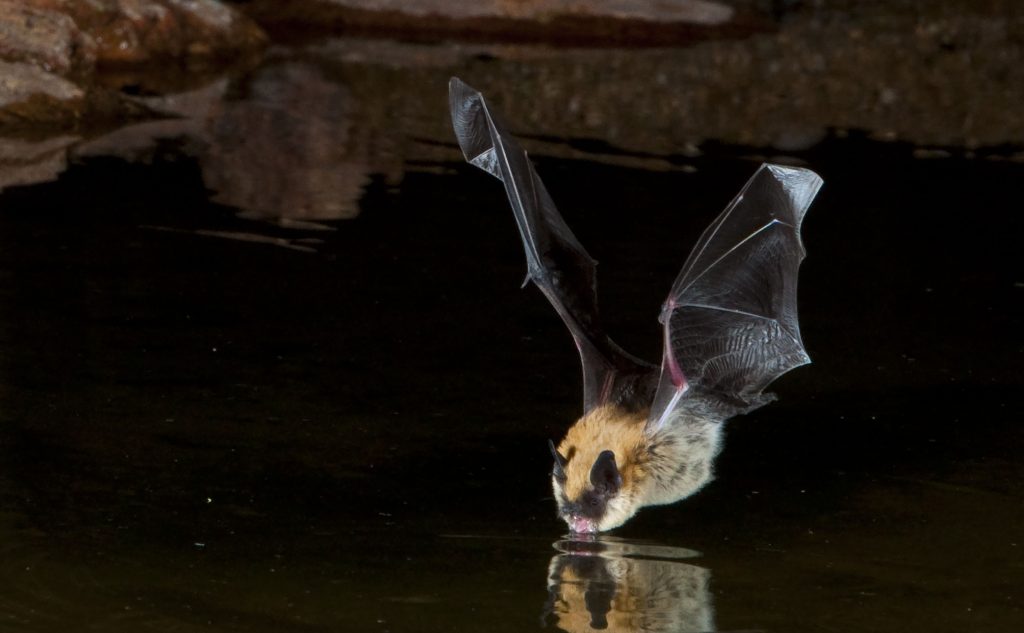 A big brown bat - one of the species common in Connecticut - stops for a drink. Researchers have found that areas of woodland with recently cut trees are popular habitats for bats.