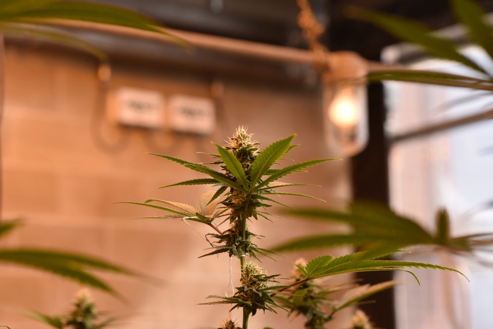Flowering cannabis in greenhouse