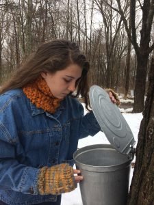 Young woman collecting maple sap