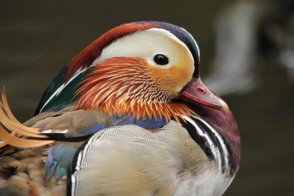 Close up of a Mandarin duck
