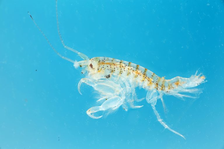Copepods, tiny crustaceans found in nearly every saltwater and freshwater habitat, offer valuable insights into how species adapt to climate change.
