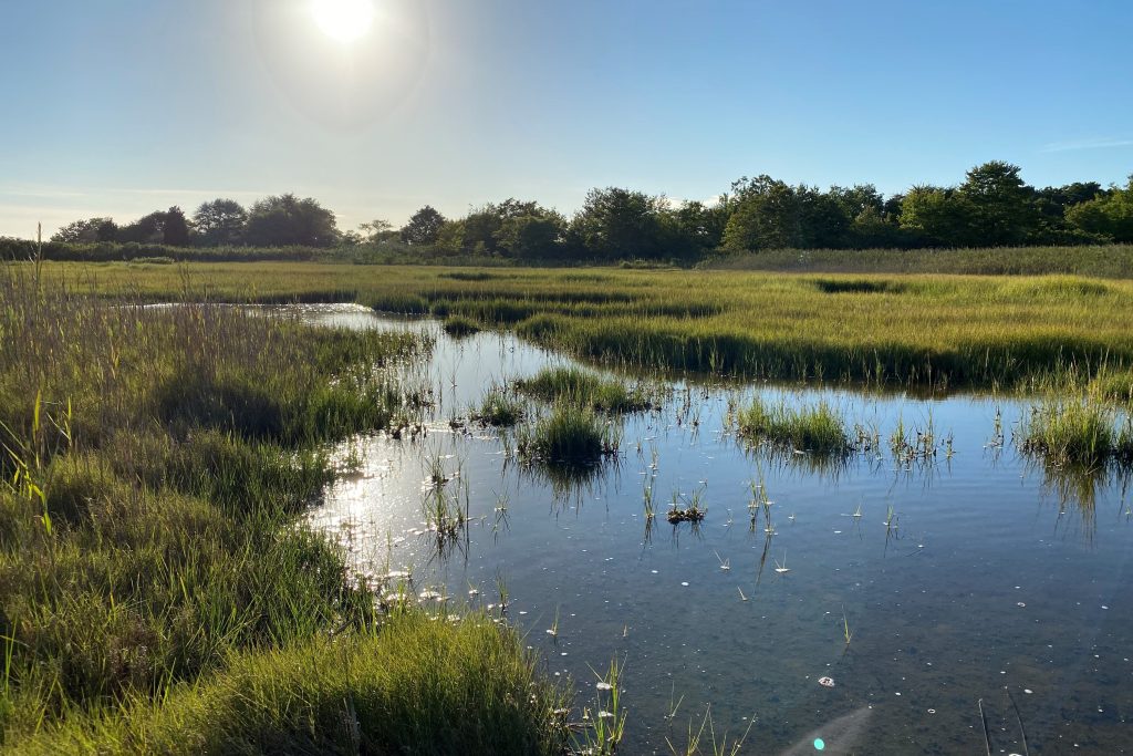 Wetlands