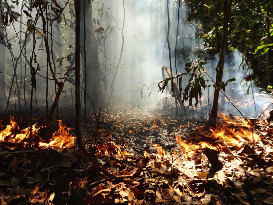 Ring of fire: Smoke rises through the understory of a forest in the Amazon region. Plants and animals in the Amazonian rainforest evolved largely without fire, so they lack the adaptations necessary to cope with it.