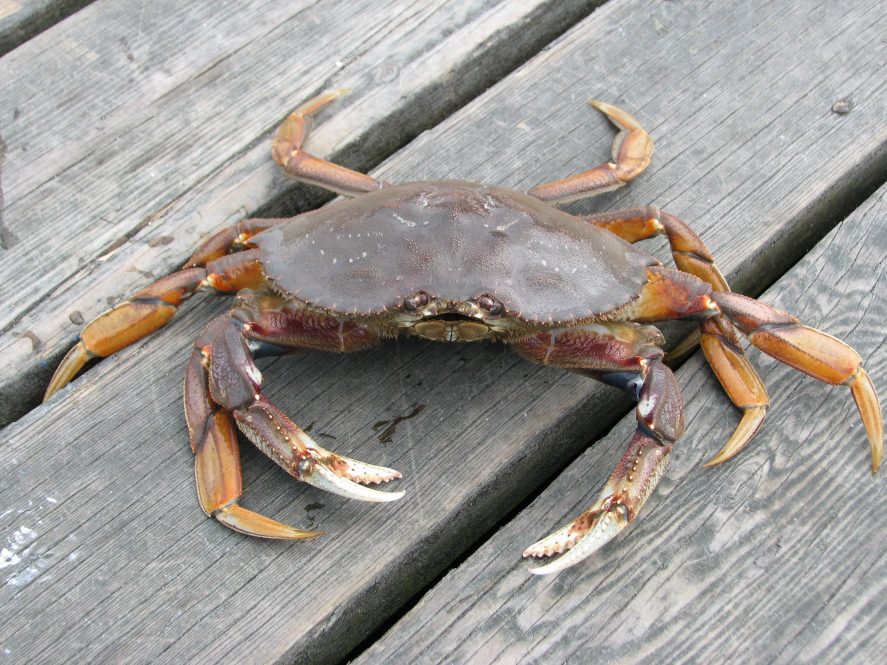 A Dungeness crab scuttling across a boardwalk. The life cycle of the Dungeness crab offers lessons on potential effects of climate change for other species.