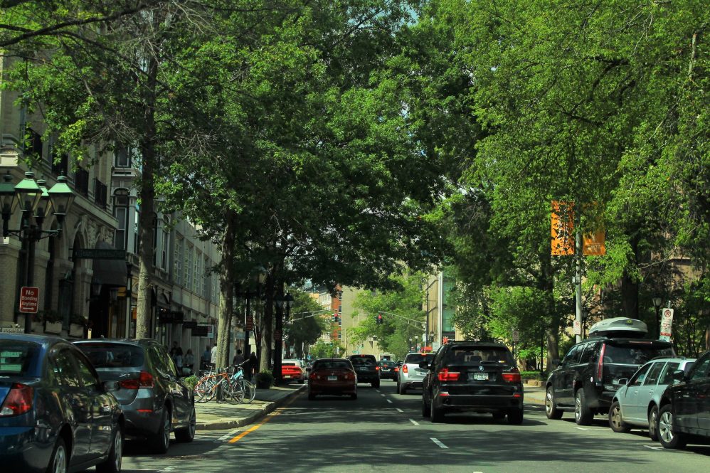 Tree-lined street in New Haven