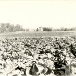 A view from the east of Hawley Armory in this 1916 photo, from what is now approximately the site of Homer Babbidge Library, and what was then a cabbage field (Department of Archives & Special Collections/UConn Library).