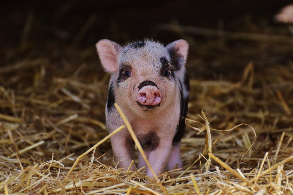 Piglet in hay