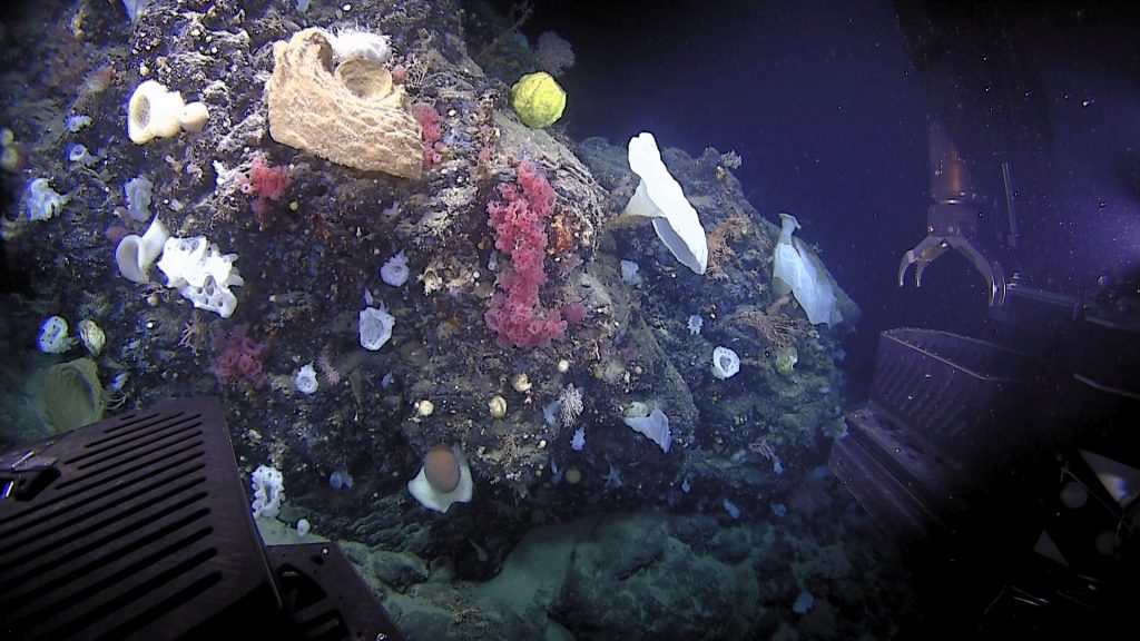 Images of the seamount taken from a 2019 cruise.