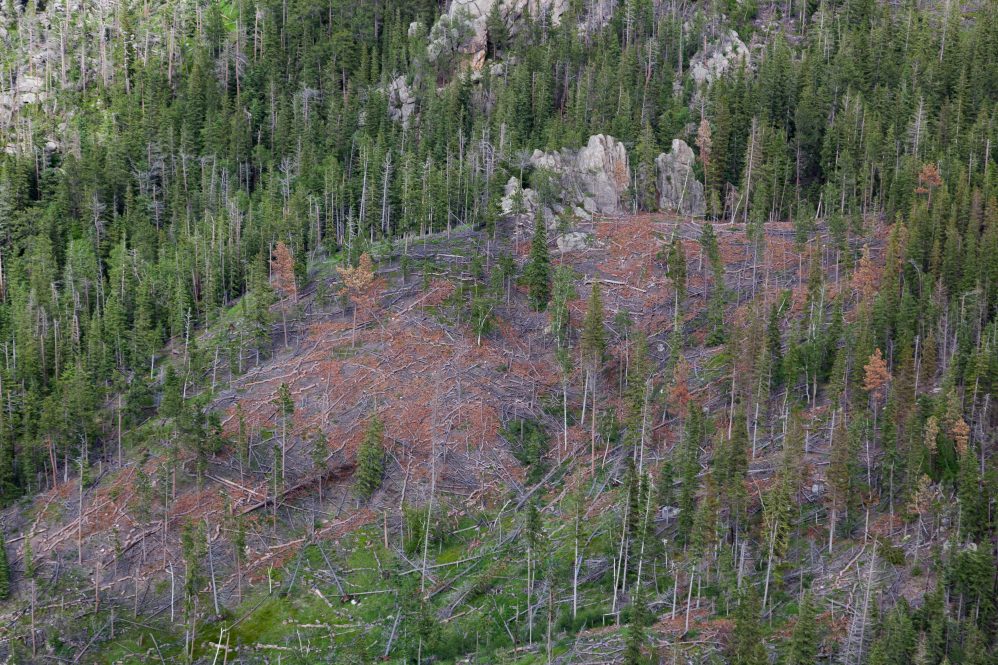 Pine beetle infestations can be difficult to detect at a distance, and when it becomes apparent they've taken up residence in a forest, it may be too late.