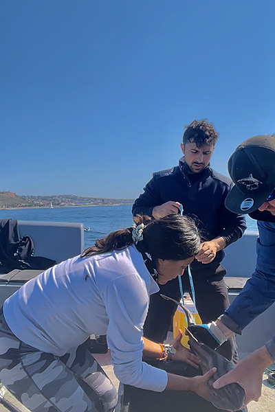 Melissa Sanchez and colleagues measure a Pyjama Shark