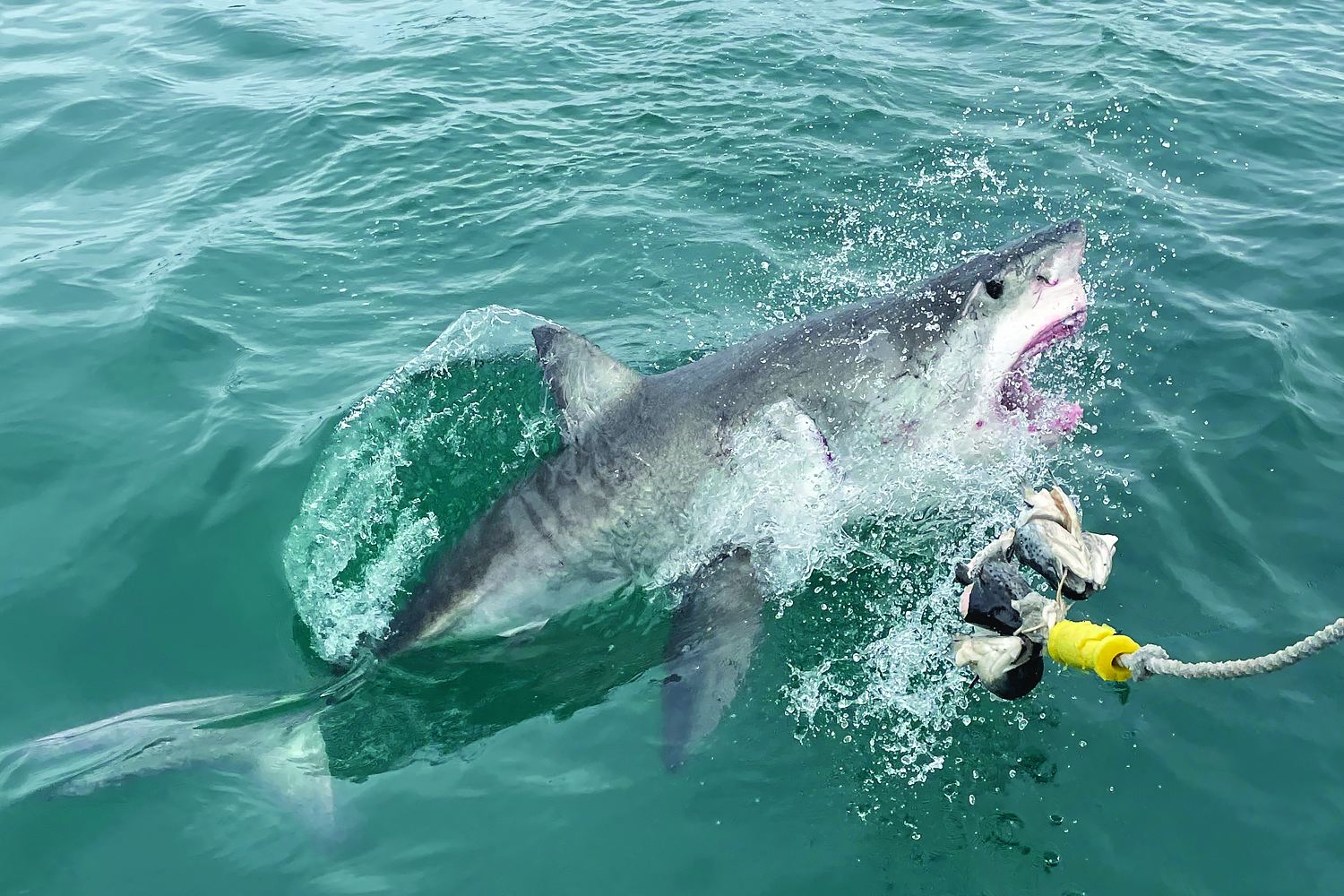 Marine Sciences Student Studies in the Great White Shark Capital