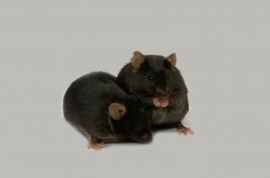 Obese mice carrying human fat tissue lost all signs of diabetes after treatment with a combination of dasatinib and quercetin.