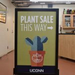 UConn Horticulture Club Poinsettia Sale