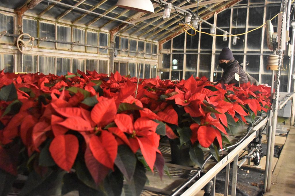 Students participating in the annual poinsettia sale run by the UConn Horticulture Club. (Christie Wang/UConn Photo)