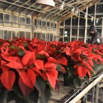 Students participating in the annual poinsettia sale run by the UConn Horticulture Club. (Christie Wang/UConn Photo)