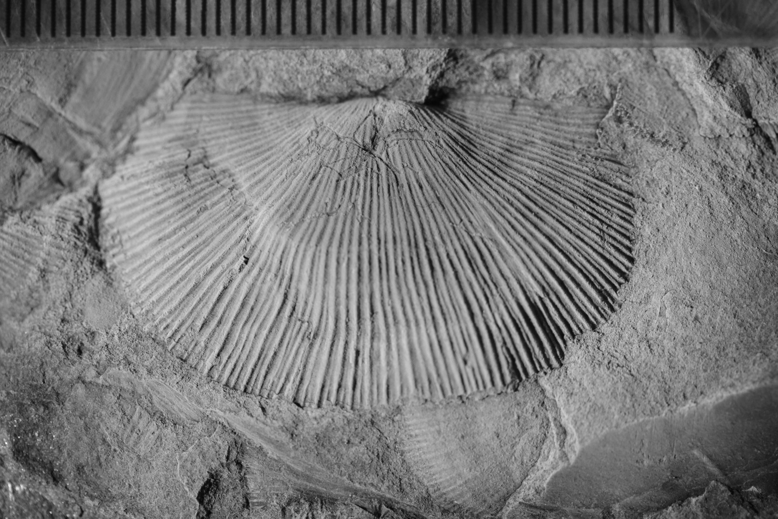Looking at Factors that Accelerate Mass Extinction in the Fossil Record ...