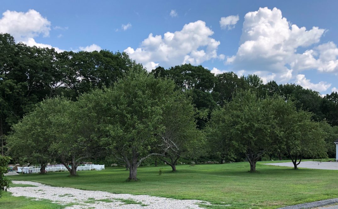 Redeveloped orchard land that did not have contaminated soils. Higgins says historic aerial photos showed that the trees were not planted until around 1970, which was after lead arsenate pesticides fell out of style.