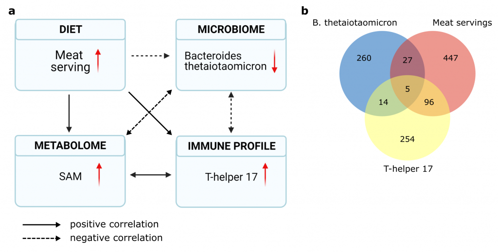 This shows the complex interactions revealed between meat, gut bacteria and multiple sclerosis. In (a), solid black arrows show relationships that are positively correlated: for example, increased consumption of meat correlates with increased SAM in the bloodstream. Dotted arrows show negatively correlated relationships: for example, increased SAM in the blood correlates with fewer Bacteroides thetaiotaomicron bacteria in the gut. In (b), the colored circles show the number of blood metabolites associated with each factor or combination of factors.