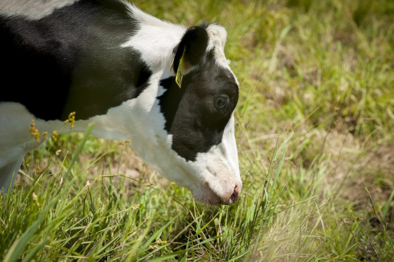 Cows