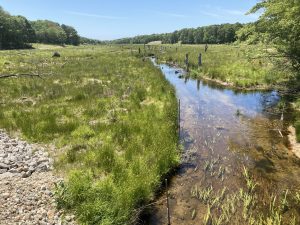 The same former cranberry bog on the Coonamessett River in Falmouth, Massachusetts one year after restoration. (Photo by Sarah Klionsky)