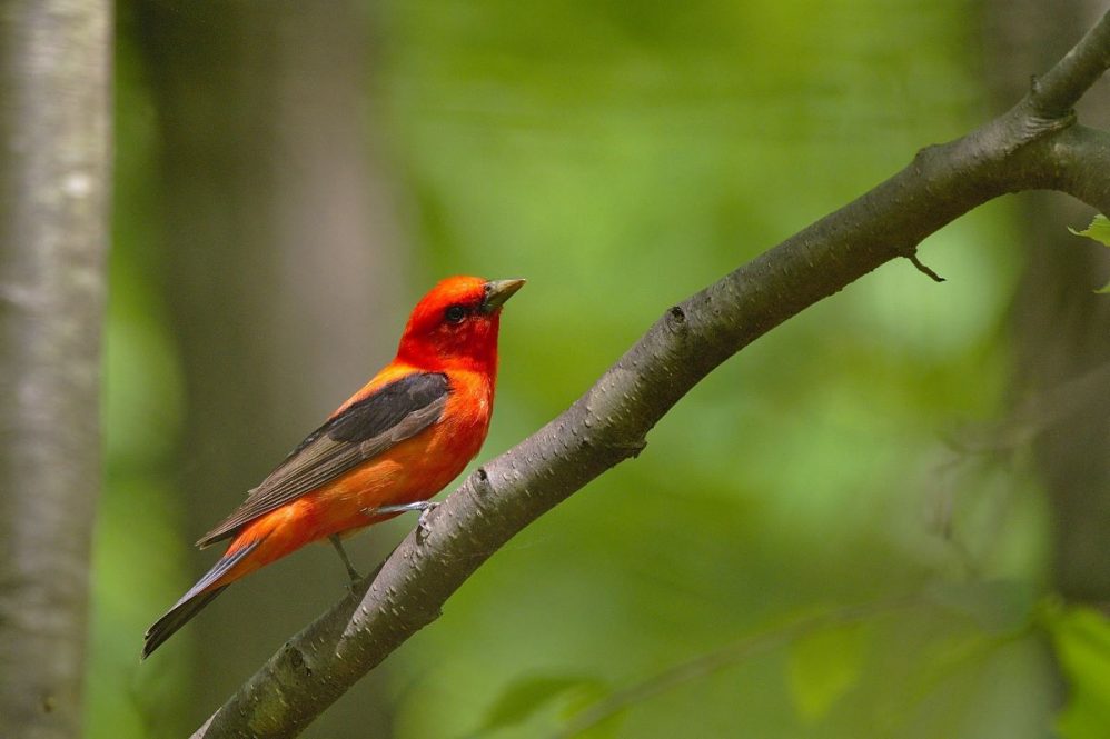 Scarlet tanager