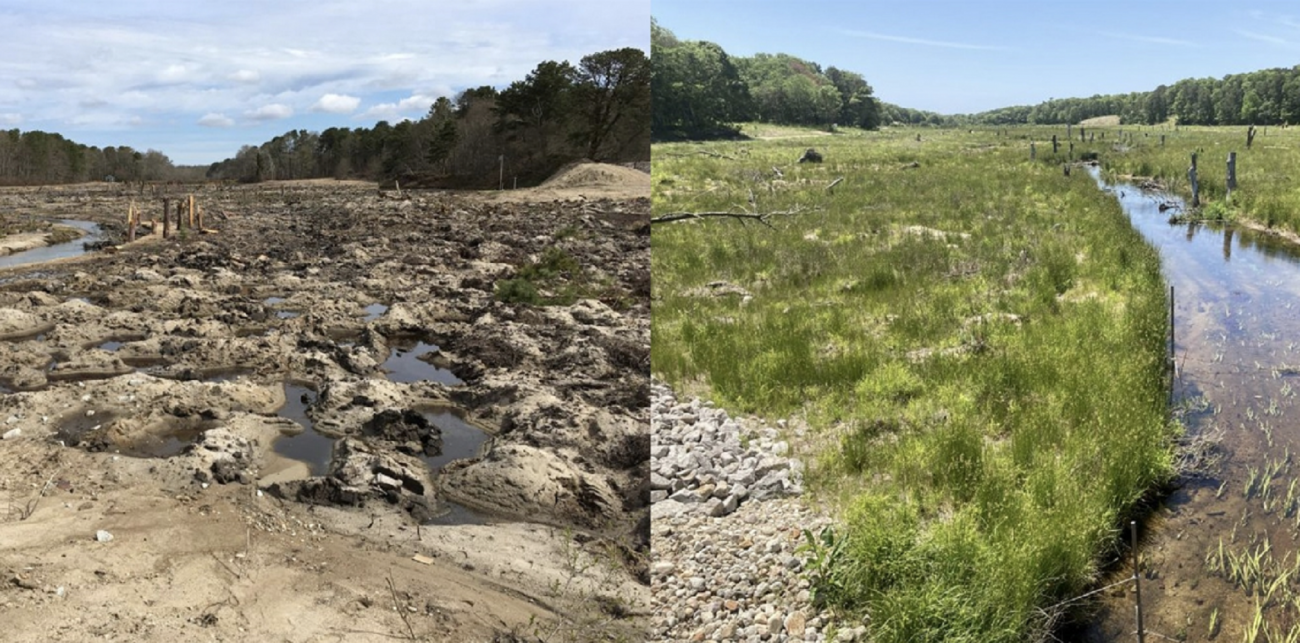 A former cranberry bog on the Coonamessett River in Falmouth, Massachusetts with one side showing it as it looked immediately following restoration work, and the other side showing it one year later (Photo courtesy of Sarah Klionsky).