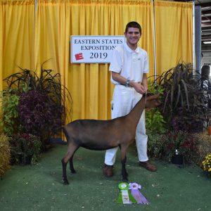 Student showing a goat at a fair