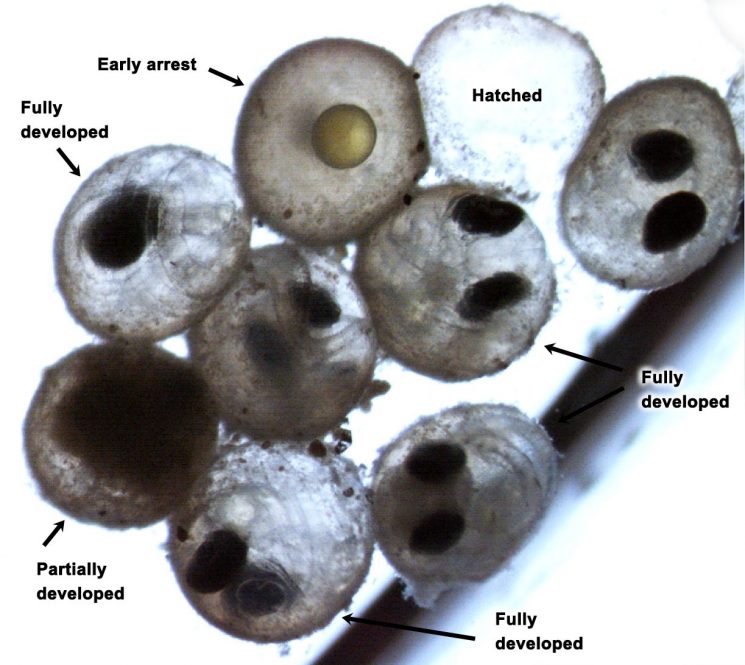 This photo shows sand lance embryos that have and have not hatched. Sand lance have trouble hatching at future ocean CO2 levels.
