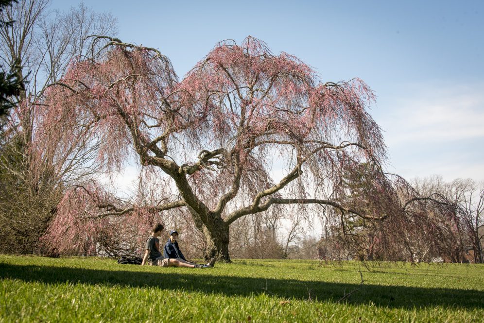 Students relaxing under a blossoming tree on UConn's Great Lawn.