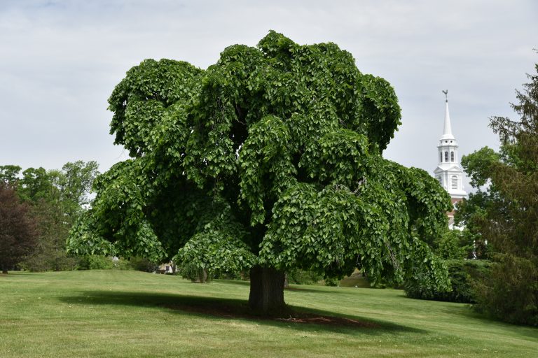 Class tree of 1895 in full bloom on the Great Lawn