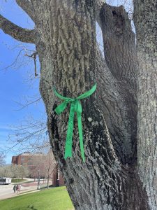 Green ribbon tied around a class tree on the Storrs campus
