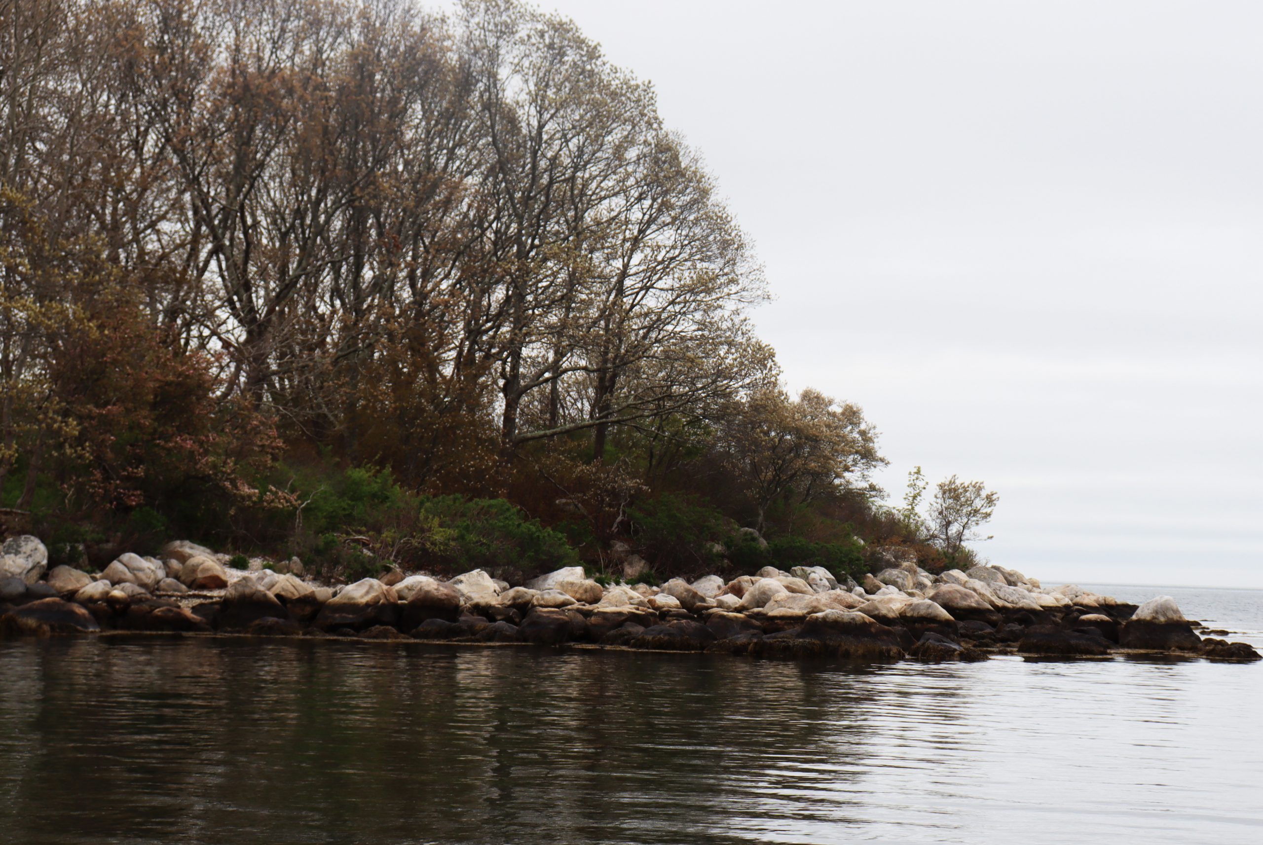 Pine trees along a rocky island shoreline.