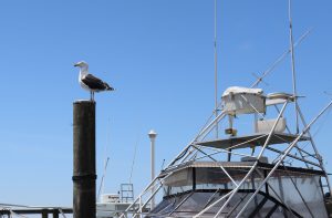 A seagull perched on a wooden pillar, with the top of a research vessel visible in the background.