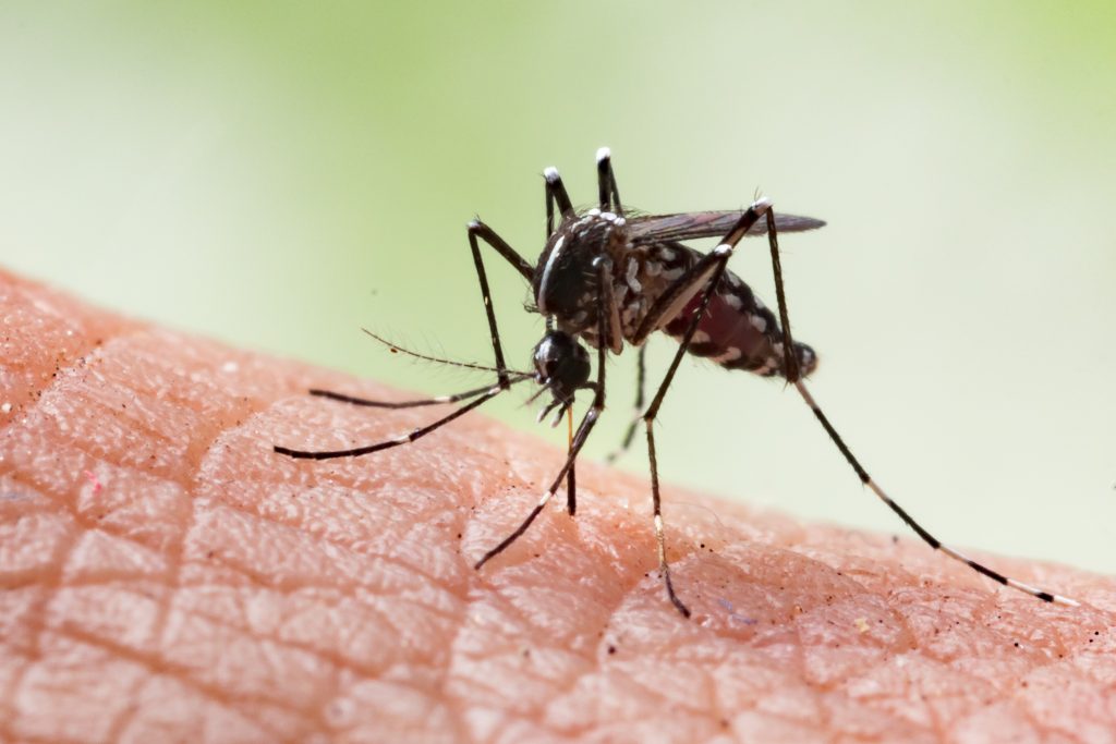 A closeup photo of a mosquito biting a human being.