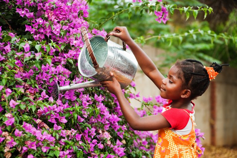 Young Black girl using a metal watering can to water purple flowers.