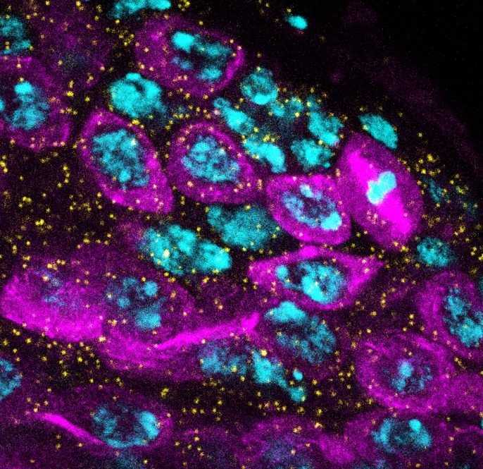 Tip of fruit fly testis showing stem cells dividing and transforming into sperm.