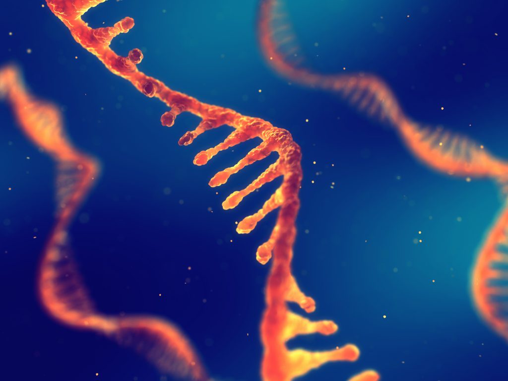 A single strand of ribonucleic acid, or RNA.