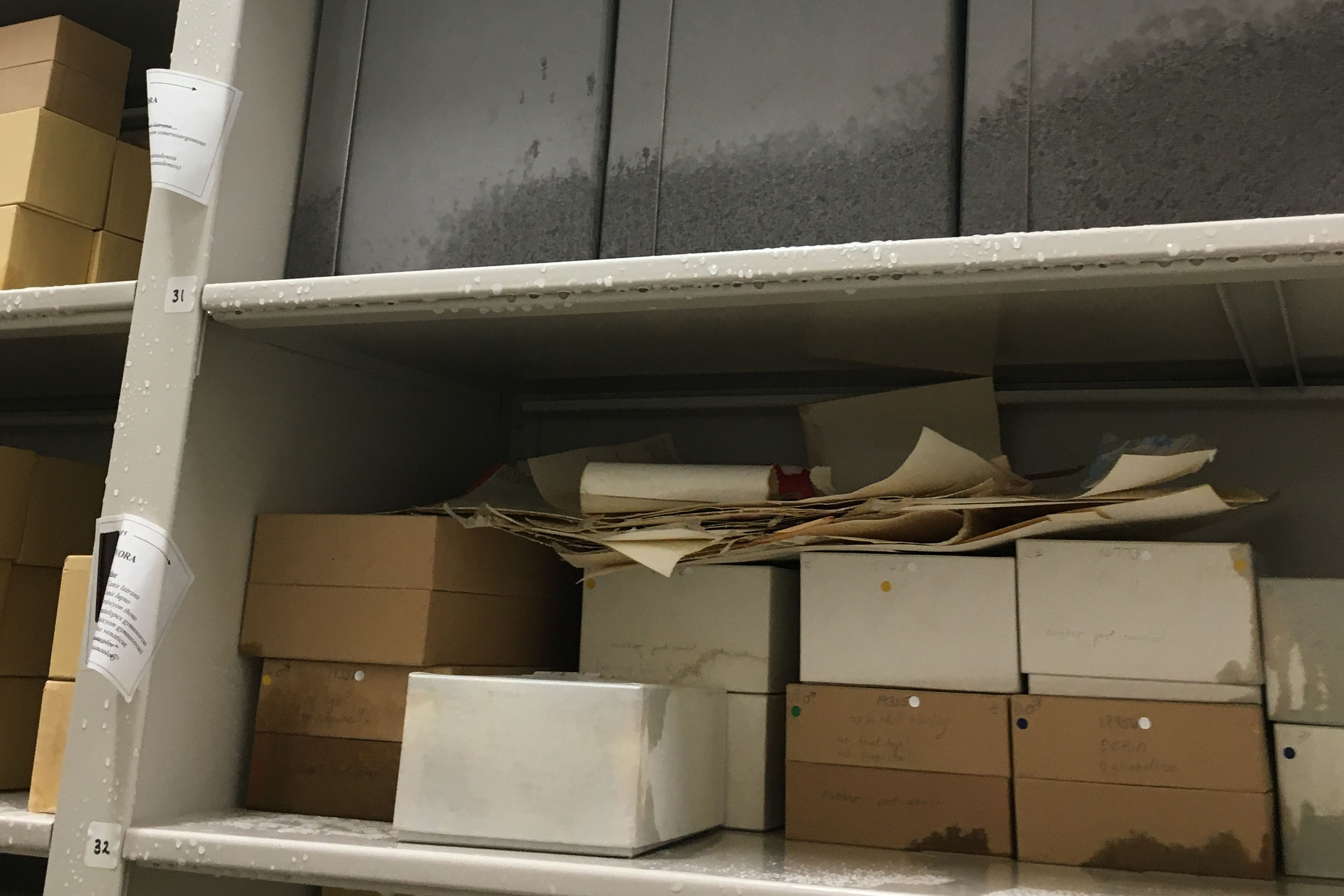 Visible water damage to boxes containing the mammal skeleton collection.