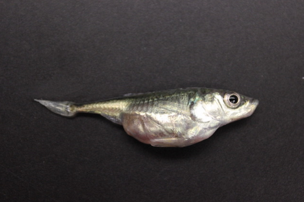 A threespine stickleback fish, its stomach swollen by the presence of a tapeworm.