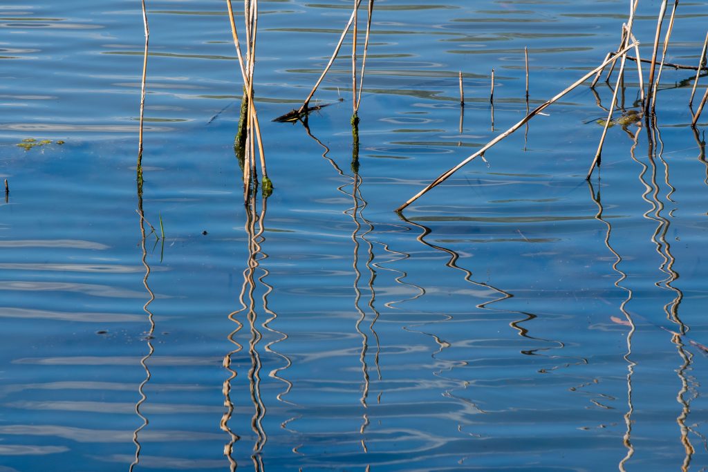 Reflections of reeds in Swan Lake.