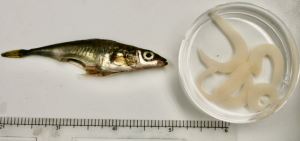 A threespine stickleback next to a tapeworm, showing the scale of how large the parasite can be compared to the host.