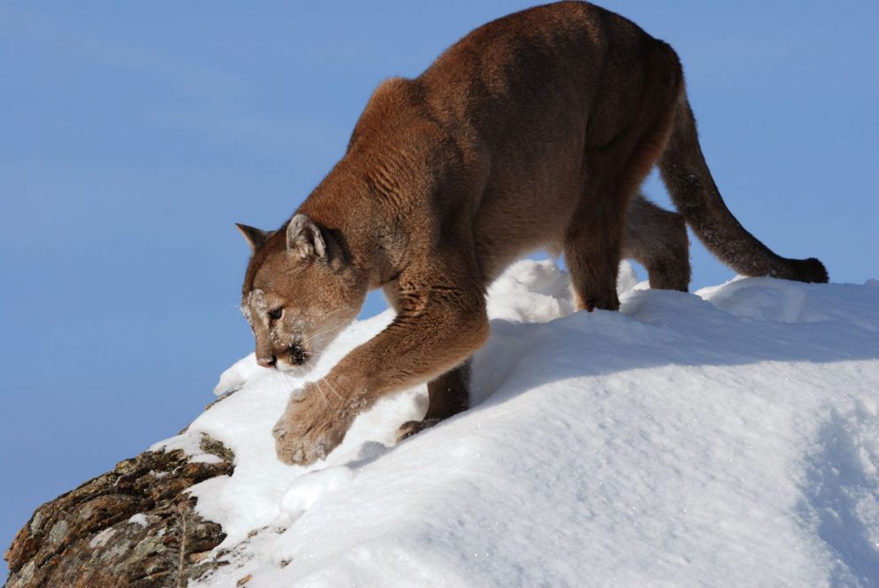 Female puma (Puma concolor) in the high country in the Gros Ventre Mountains near Jackson, Wyoming