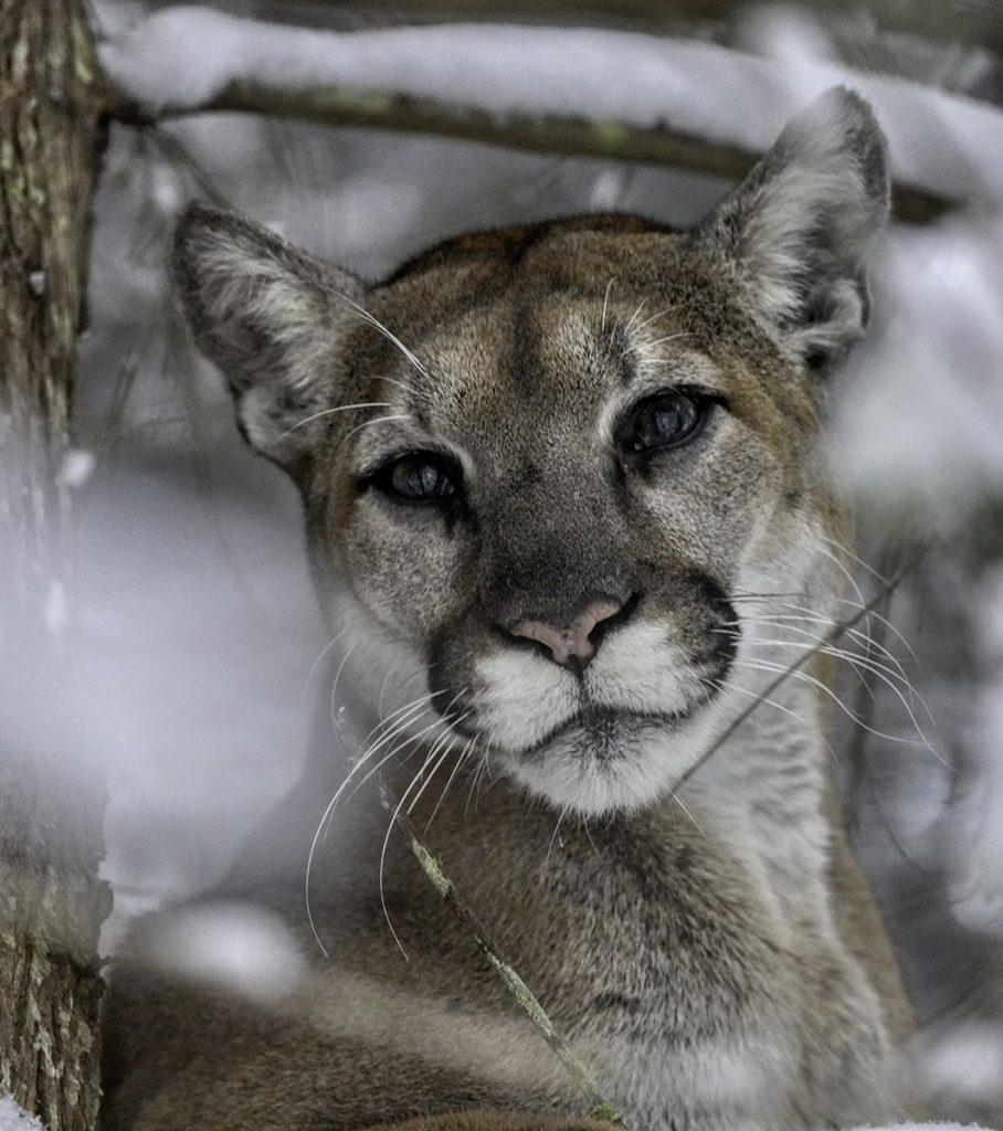 Female puma (Puma concolor) in the high country in the Gros Ventre Mountains near Jackson, Wyoming. (Mark Elbroch)