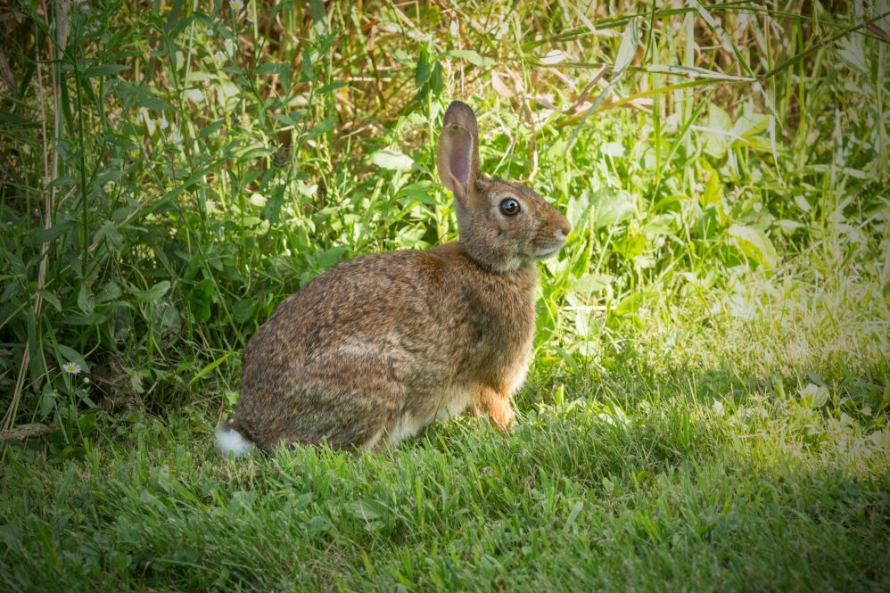 New England cottontail rabbit, Sylvilagus transitionalis, with black tipped ears, in the grass at the Donnelly Preserve in South Windsor, Connecticut.