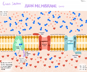 Axon Membrane at Rest by Yuki Lin
