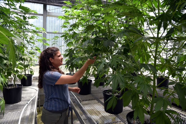 Woman checks cannabis plants in greenhouse