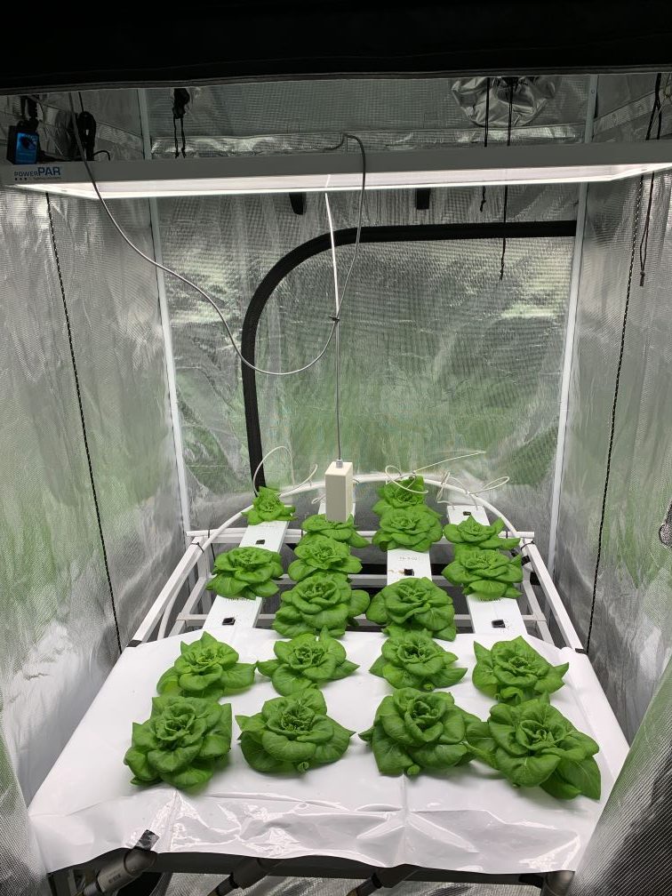 Lettuce in a grow facility