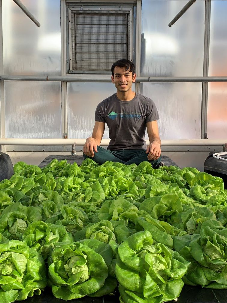 Smiling man with lettuce in greenhouse